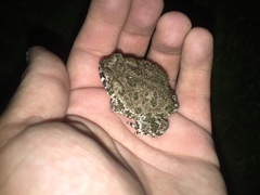 Anaxyrus compactilis