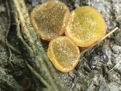 Ascobolus crenulatus