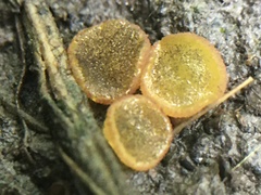 Ascobolus crenulatus