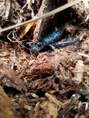 Plethodon chlorobryonis