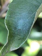 Bijoaraneus praesignis