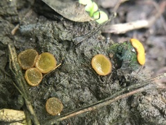 Ascobolus crenulatus