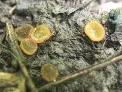 Ascobolus crenulatus