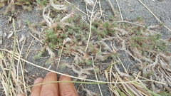 Cardionema ramosissimum