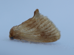 Tortricidia testacea
