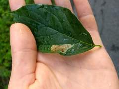 Liriomyza philadelphivora