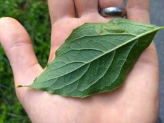 Liriomyza philadelphivora