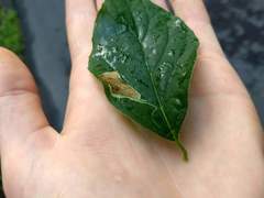 Liriomyza philadelphivora