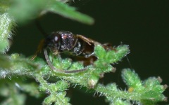 Phygadeuontinae