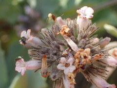 Eriodictyon traskiae smithii