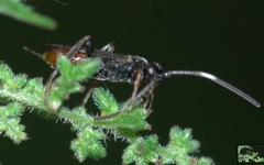 Phygadeuontinae