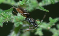 Phygadeuontinae