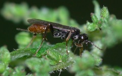Phygadeuontinae