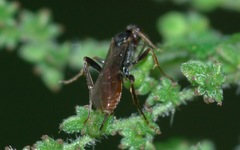 Phygadeuontinae