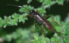 Phygadeuontinae