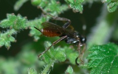Phygadeuontinae