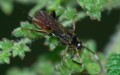 Phygadeuontinae