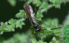 Phygadeuontinae