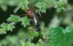 Phygadeuontinae