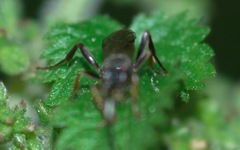 Phygadeuontinae