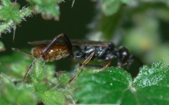 Phygadeuontinae