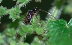 Phygadeuontinae