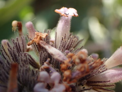 Eriodictyon traskiae smithii