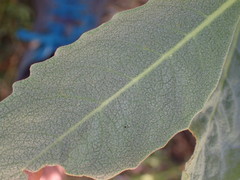 Eriodictyon traskiae smithii