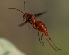 Tachypompilus unicolor