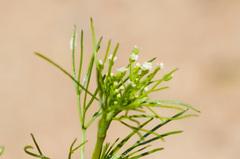 Apiastrum angustifolium