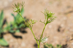 Apiastrum angustifolium