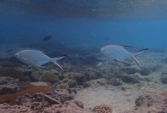 Trachinotus baillonii