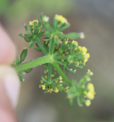 Lomatium utriculatum
