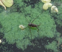 Trepobates subnitidus
