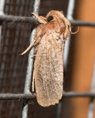 Acrolophus plumifrontella
