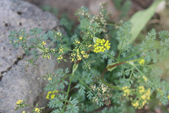 Lomatium utriculatum