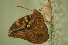 Opsiphanes boisduvallii