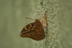 Opsiphanes boisduvallii