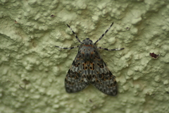 Eucereon myrina