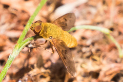 Chrysanthrax edititius