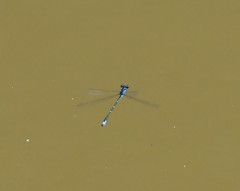 Enallagma exsulans