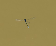 Enallagma exsulans