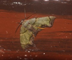 Achrosis innotata