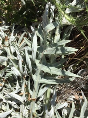 Cirsium douglasii