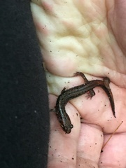 Desmognathus orestes