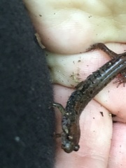 Desmognathus orestes