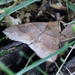 Parallelia bistriaris