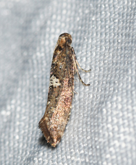 Acrolepiopsis assectella