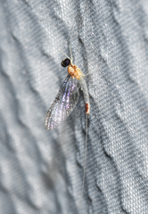 Leucrocuta maculipennis