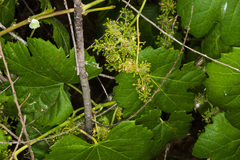 Vitis girdiana